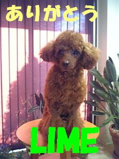 arigatou.JPG