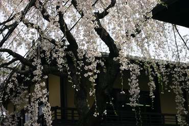 989-kyoto-sakura.jpg