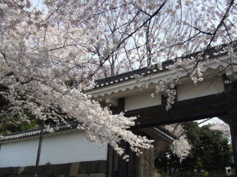 半蔵門の桜.JPG