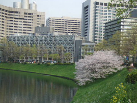 皇居お堀近くの桜.JPG