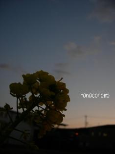 夕暮れと菜の花