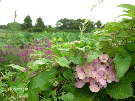 帽子を被った紫陽花