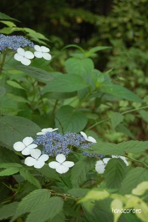 帰り道の紫陽花