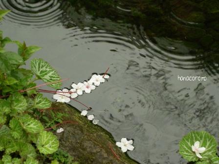 水面の桜