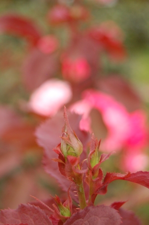 お散歩の花-1