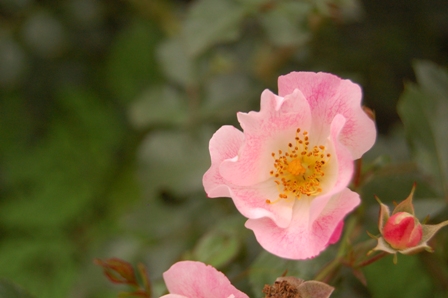 お散歩の花-2