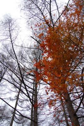 紅葉と落葉樹