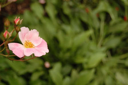 お散歩の花-3