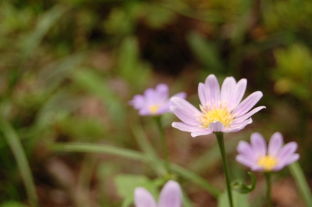 お散歩の花-4