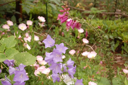 お散歩の花-5