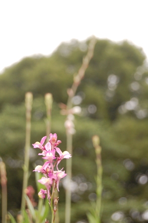 お散歩の花-6