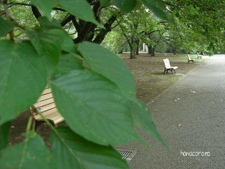 街路樹とベンチ