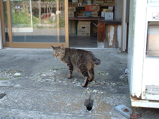 灯台の猫