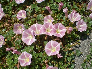 平砂の浜昼顔