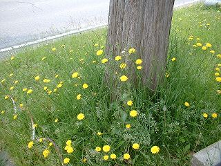 黄色いお花・２