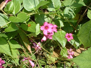 J's前の入り口の花