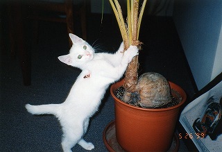 太郎、椰子で爪を研ぐ