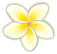 bd_plumeria32.gif