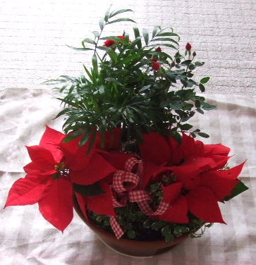 クリプレ寄せ植え