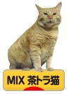 にほんブログ村 猫ブログ MIX茶トラ猫へ