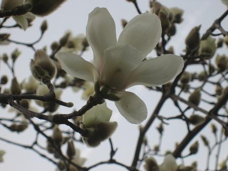 今、咲き誇る、庭の「白木蓮」の大木。見事のひと言であるように想います。白い花びらが、美しくキレイに感じられます。（＊＾＾＊）.jpg