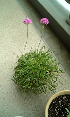 なんていったけなー これ?