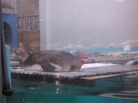 ペンギンが寝転がっていました