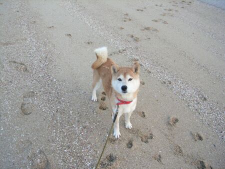 「さくら」・・・９才になりました。元気ですっ♪