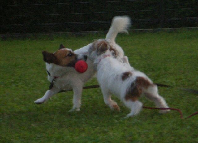 キャンディのおもちゃを取り合います