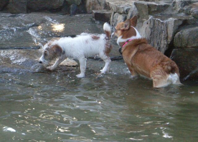 昨日のプールより、水が冷たいよ！