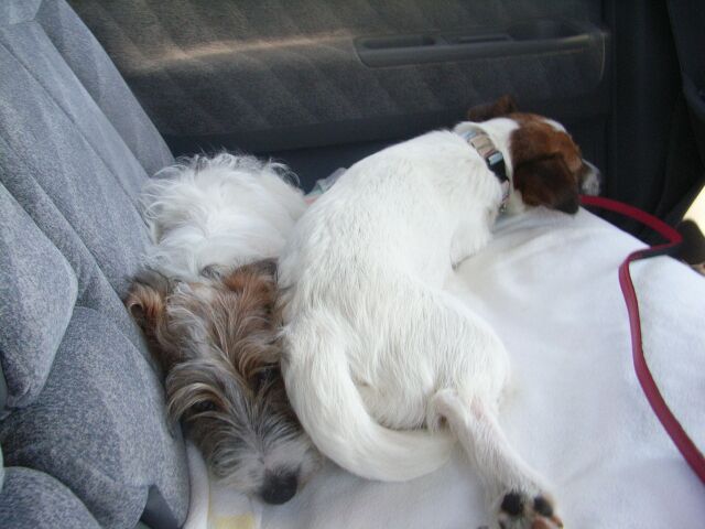 ビスキーは、初ドライブで「緊張」・・・してません