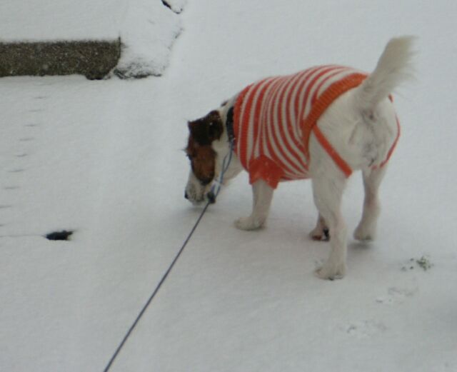 この白いものは、何っ・・・・・？？？