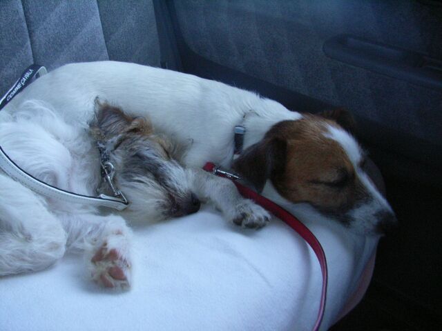 くっついて眠れるようになったのね～感激