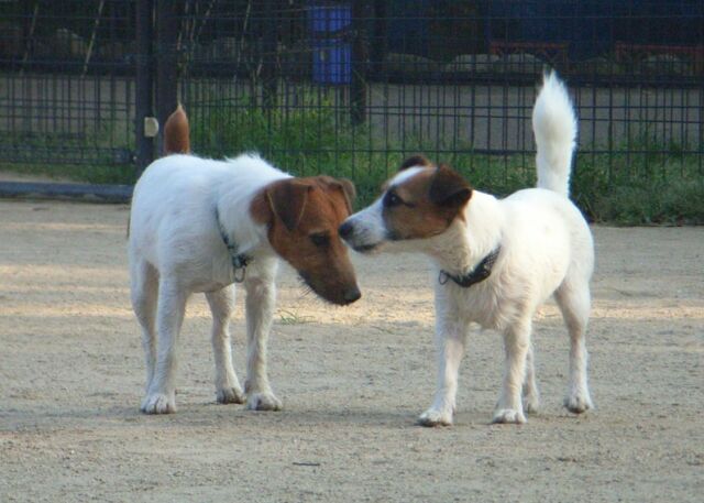 ジャックさん・・・遊ぶ？