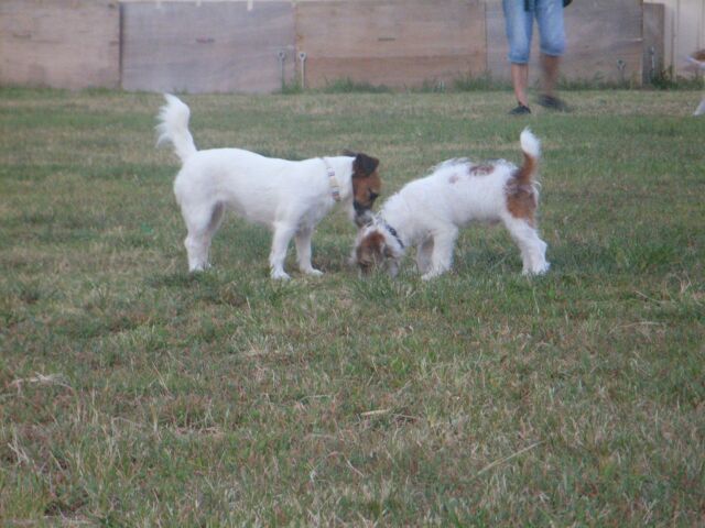 リズも　あんまりほかのワンコと接触無しです・・・