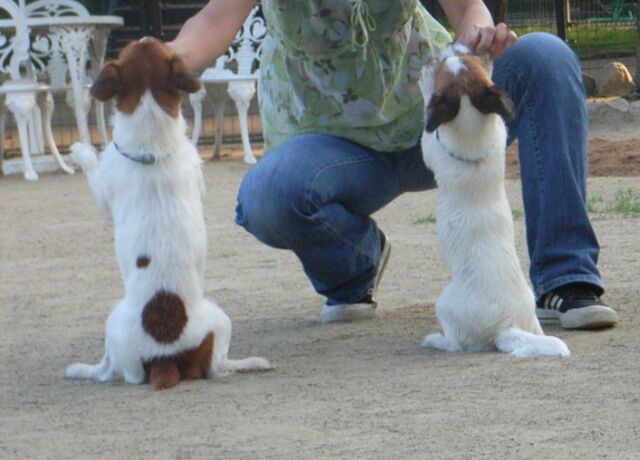 じゃっくり母の餌付け