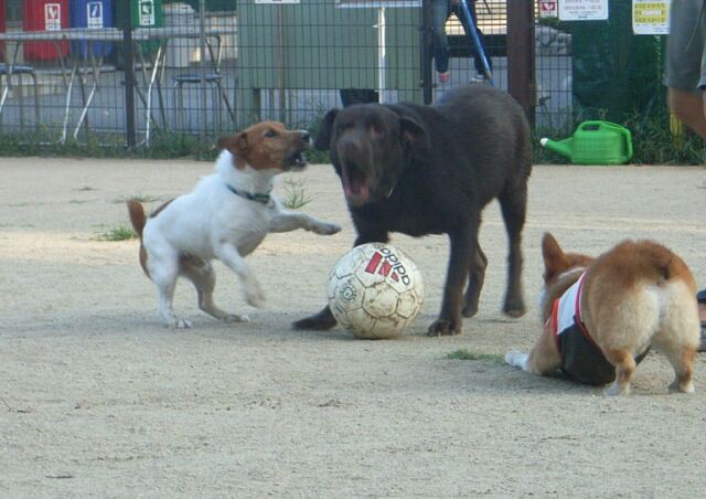 ジャックさんは、遊ぶ