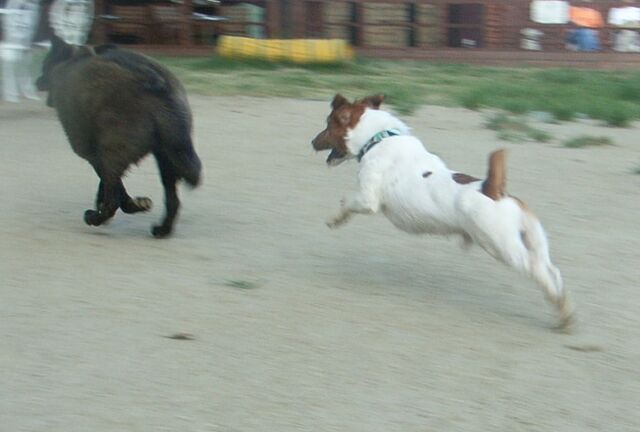 追いかける！！