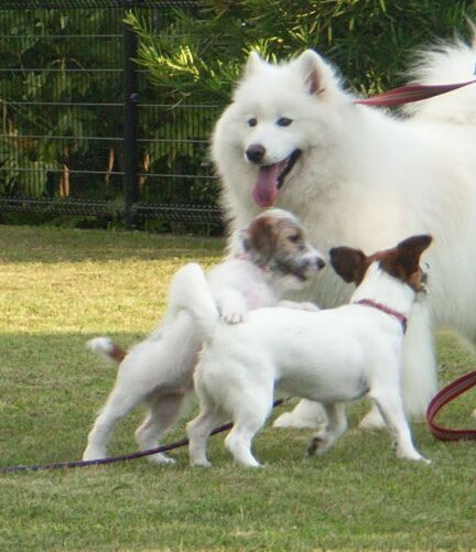 飛び掛っても、ヨタってしまいます。