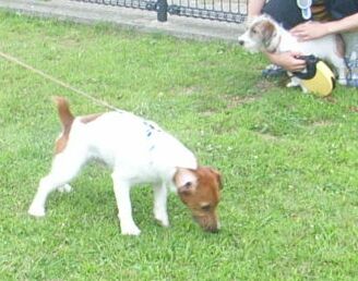 ビス吉・・・ジャックさんと仲良くできる?