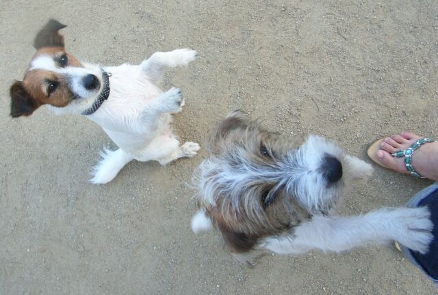 ウマウマ　ちょうだい～～～