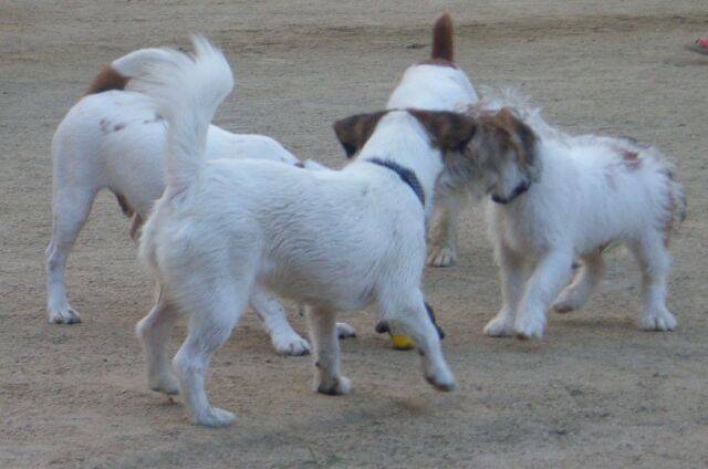 せっかくジャックが４匹もいてるのに～～