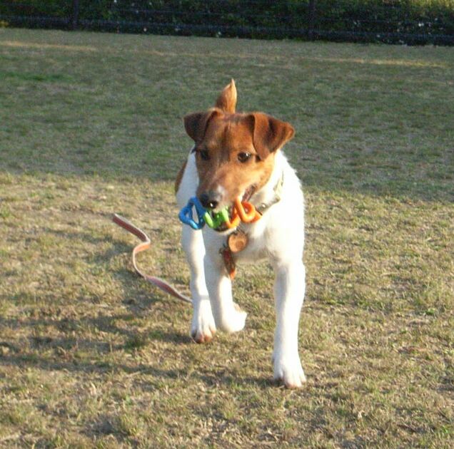 このおもちゃは、いただいたぜ！！