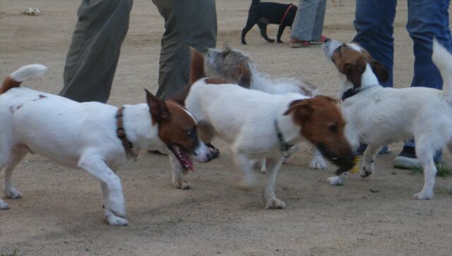 （前２匹）遊び隊　　（後２匹）ウマウマ隊