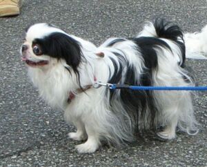 タロー（おとうさん）です