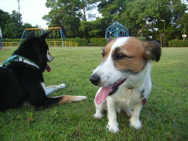 リズは、小太郎とまったりします・・・・暑いね～