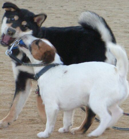小太郎・・・大きくなったね～