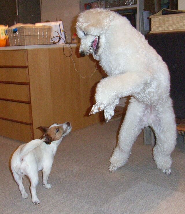 立ち上がったら、めちゃめちゃおっきいのネ