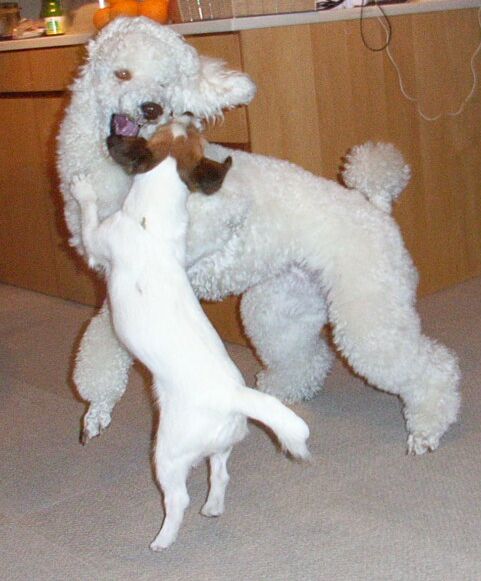 ちっちゃくても、負けてないわよ♪