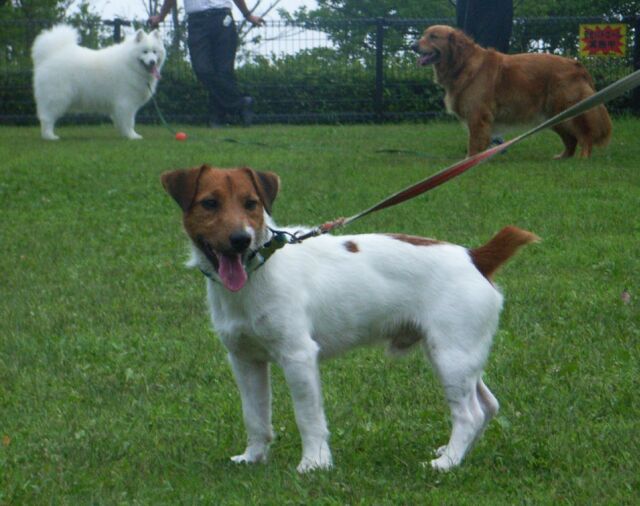 「リズ」以外のワンコとは、本気でガルッちゃうぜ!